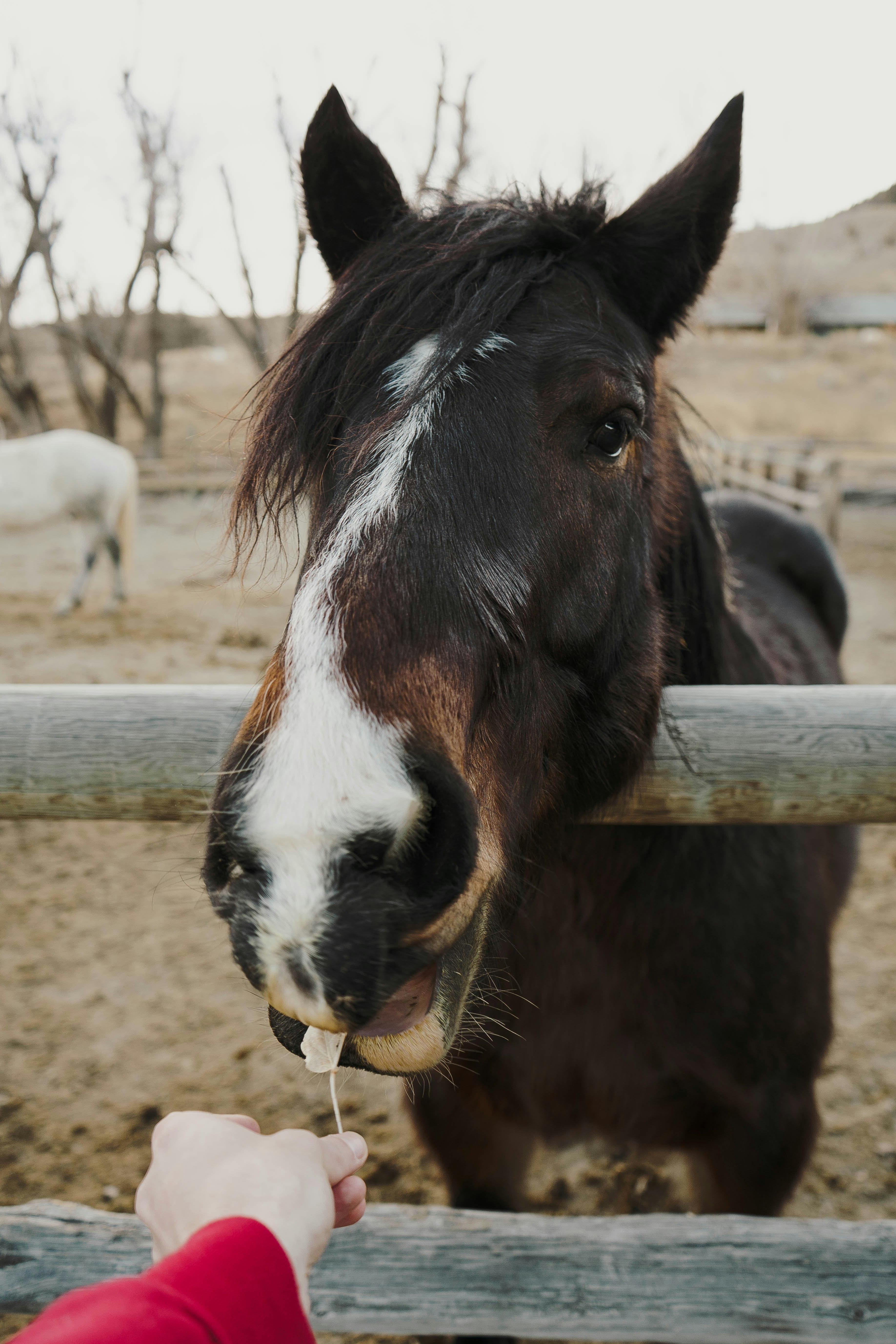 brown and white horse in cage